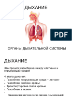 Лекция дыхательная система