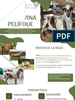 Raza Ovina Pelifolk Lmsl7e