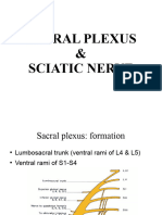 Sacral Plexus