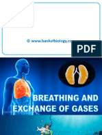 17 Breathing and Exchange of Gases