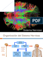 12 Sistema Nervioso (Magalí 2022)