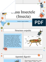 Insect Ele