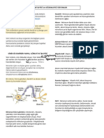 Biyoloji 11 Ders Notları Tek PDF