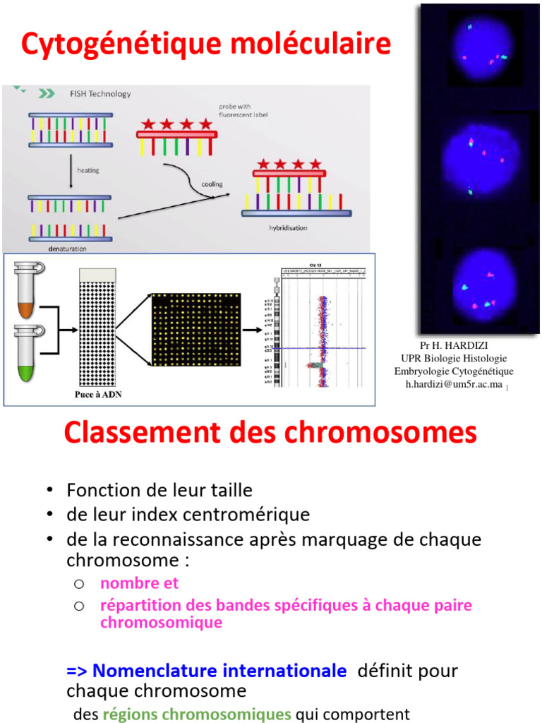 Analyse de la cytogénétique moléculaire | PDF | Cytogénétique | Chromosome