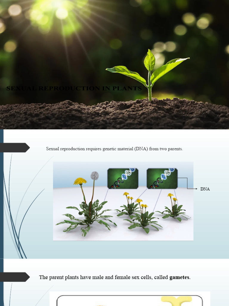 Sexual Reproduction in Flowering Plants | PDF | Pollination | Flowers