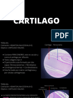 HISTOLOGIA PC2 - Merged