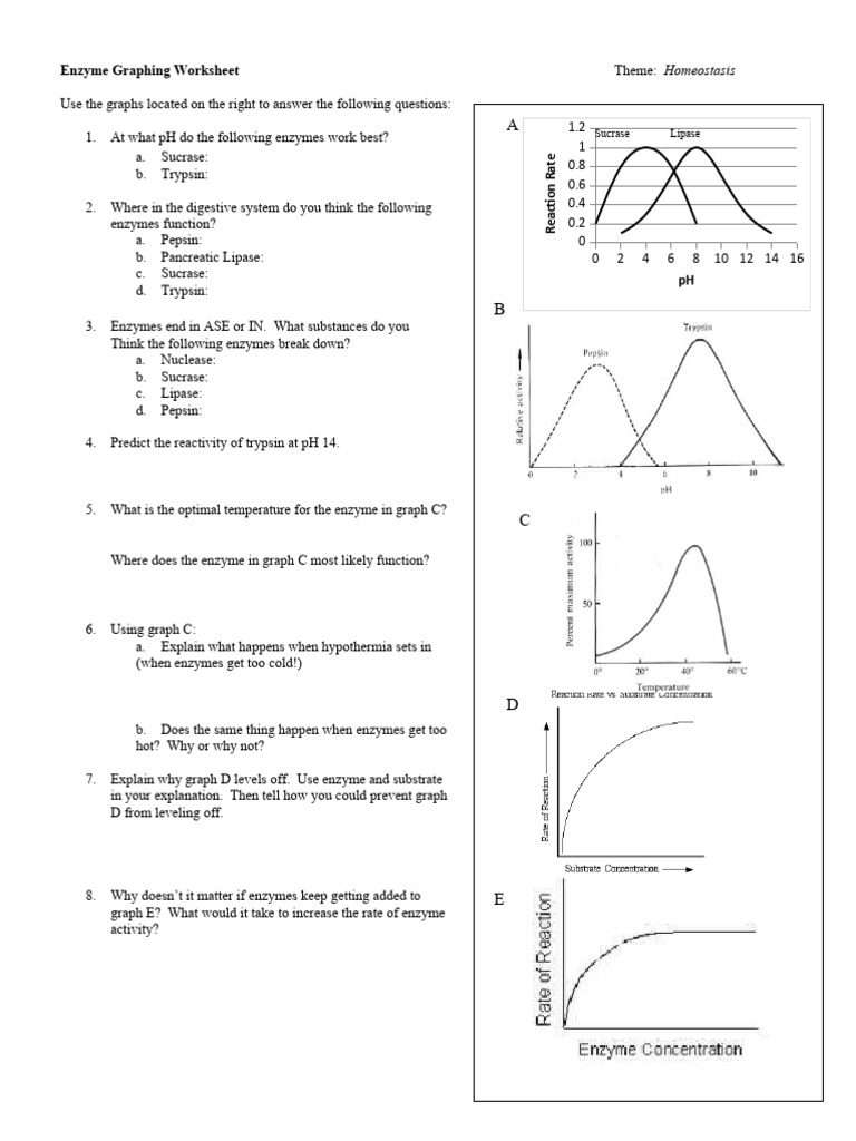 Enzyme Graphing Worksheet PDF Enzyme Digestion