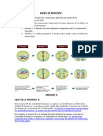 Fases de Meiosis I.meiosis II