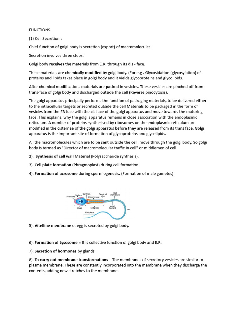 Functions of Golgi Body PDF
