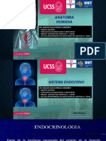 Sistema Endocrino