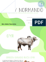 Vaca Gyr y Normando 2