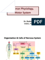 Neurophysiology