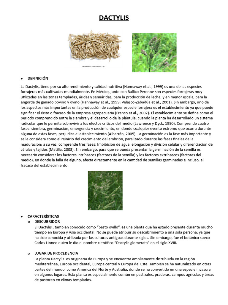 Dactylis glomerata: Usos y características | PDF | Pasto | Plantas