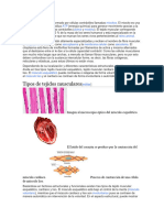 Tipos de Tejidos Musculares