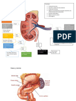 Anatomia Riñon