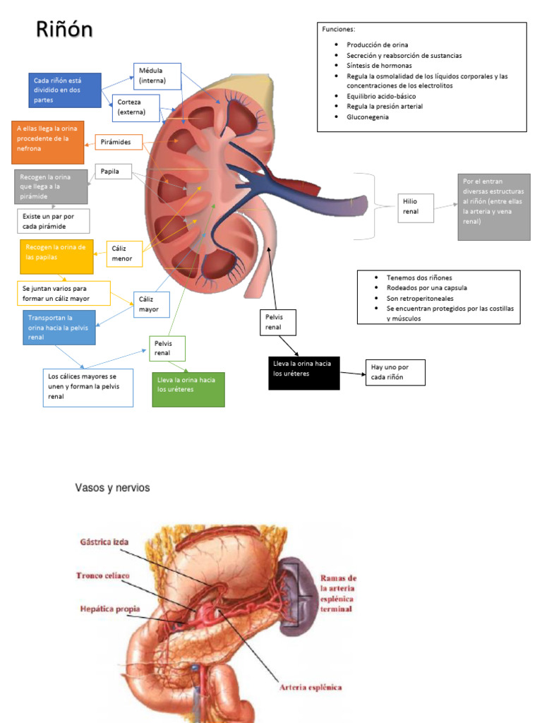 Estructura y Funciones del Riñón | PDF | Riñón | Sistema endocrino
