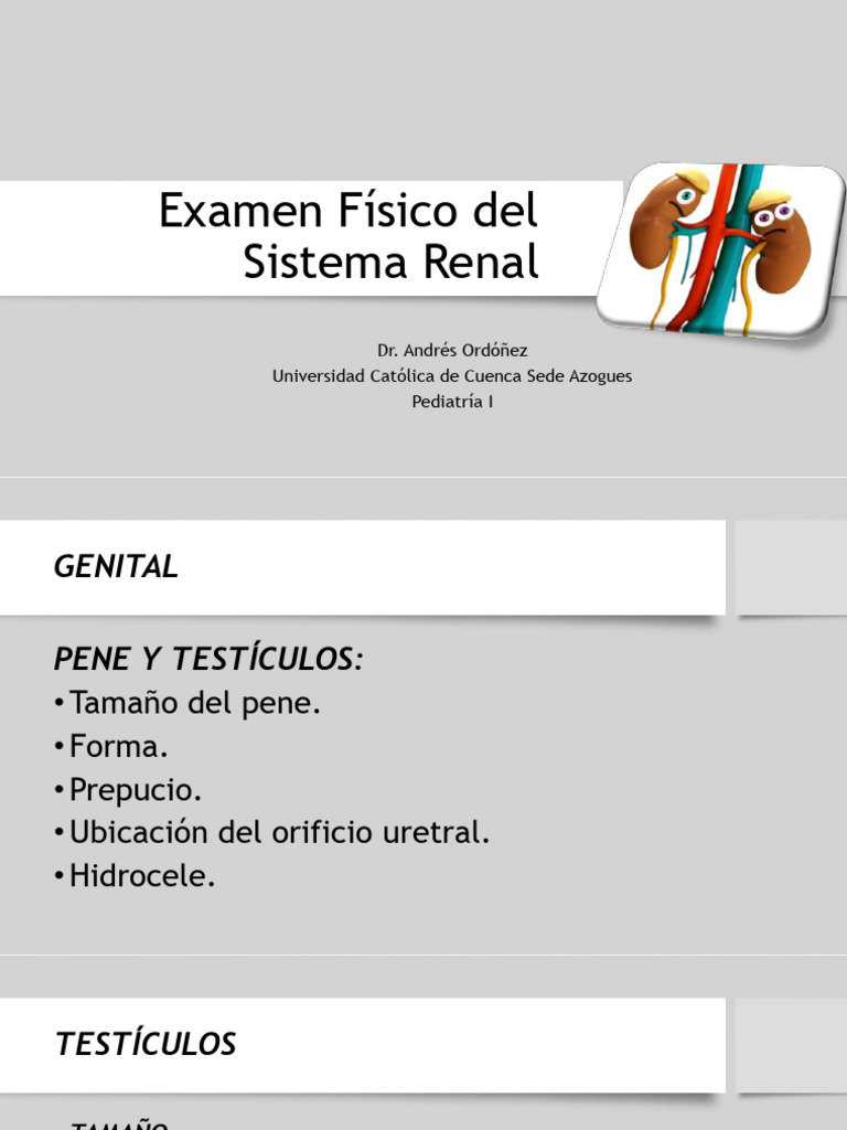 Examen Físico Renal | PDF | Riñón | Anatomia animal