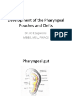 Development of The Pharyngeal Pouches and Clefts