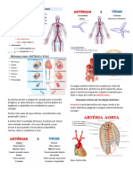 2 Vasos Arteriais e Venosos