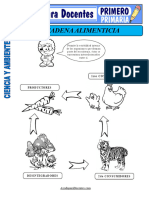 Cadena Alimenticia para Primero de Primaria