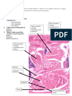 Guia Histologica Del Tejido Muscular Señalada