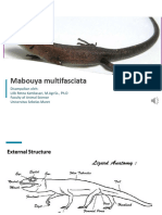 Mabouya Multifasciata - 27-11-2023