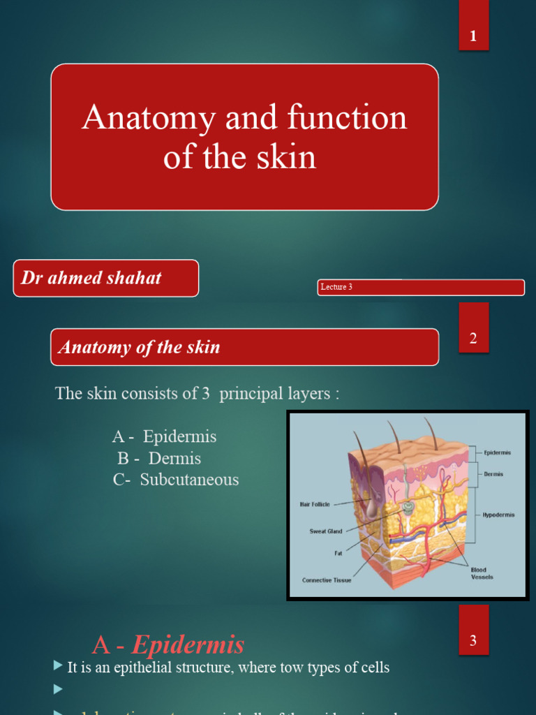 3The Skin Consists of 3 Principal Layers PDF Skin Epidermis