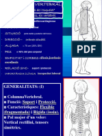 Columna Vertebral