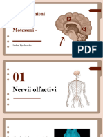 Nervii Cranieni