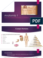 Anatomía 1 (Autoguardado)