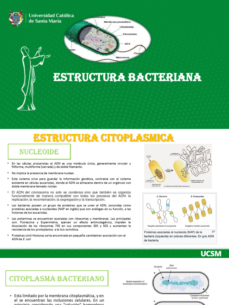Tema 02 - Morfologia y Ultra Estructura Bacteriana | PDF | Ribosoma ...