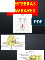 Vertebras Lumbares Sacro Coccix 4.