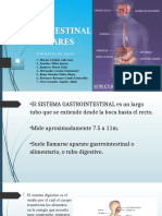 Sistema Gastrointestinal