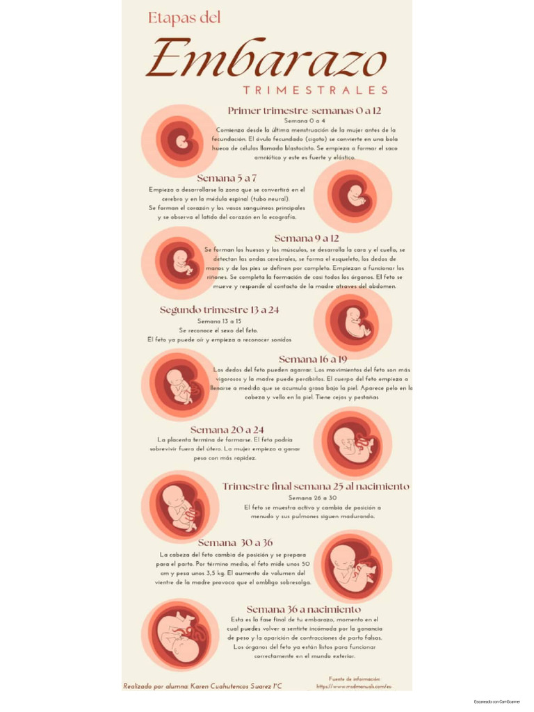 infograf-a-del-embarazo-pdf