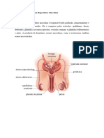 Fisiologia Sistema Reprodutor Masculino
