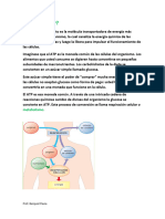 ¿Qué Es El ATP?: Metabolismo