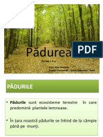 padurea_ii