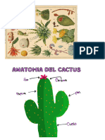 Anatomia Del Cactus