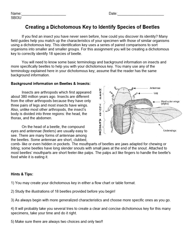 Creating A Dichotomous Key To Identify Species of Beetles Background Information On Beetles