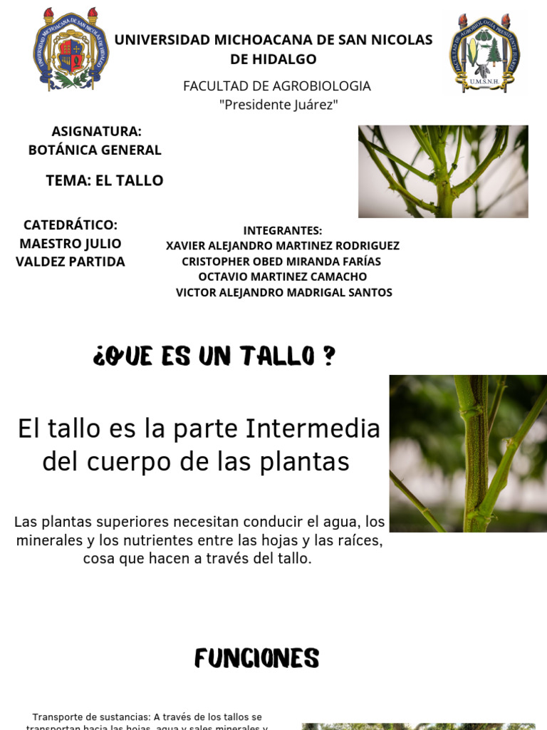 Estructura y Función del Tallo en Botánica | PDF | Tallo de la planta ...