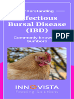 Understanding Infectious Bursal Disease (IBD)
