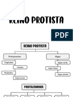 Reyno Protista