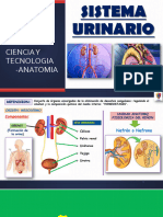 Clase09 Apar Urinario