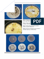 Gourmet and Medicinal Mushrooms Imagenes - Copia