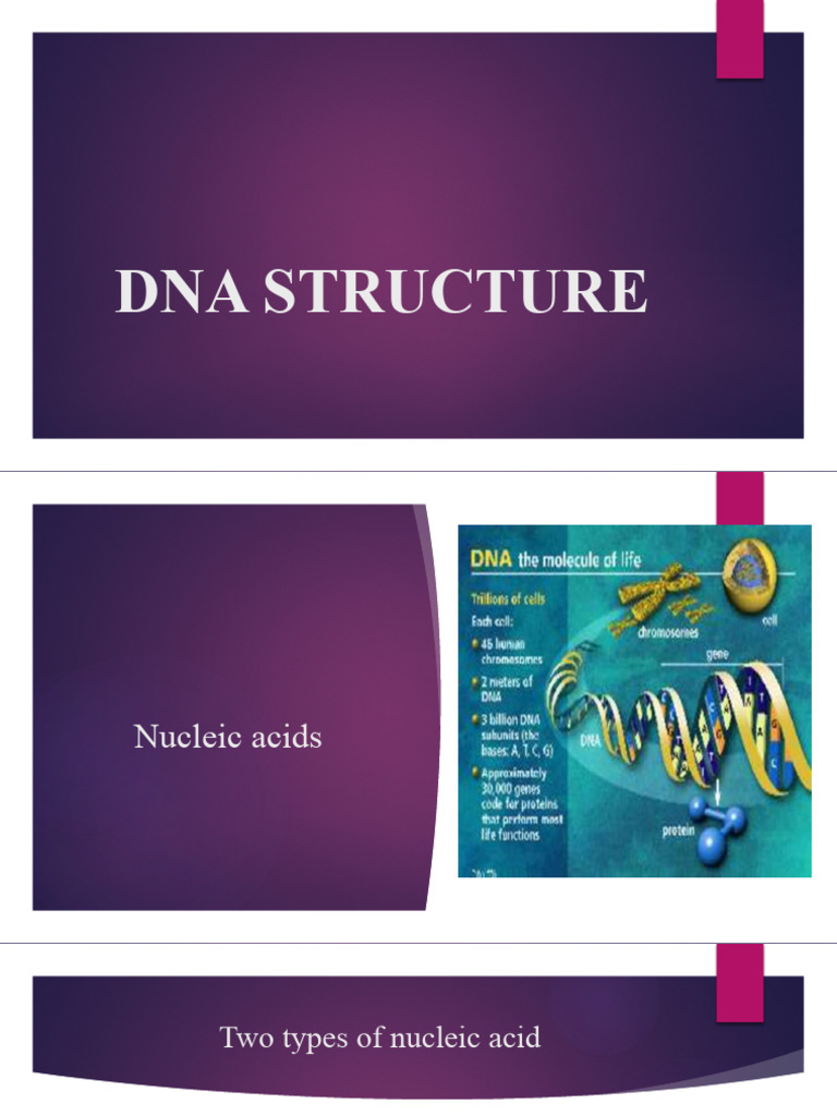 Dna Structure | PDF | Nucleic Acids | Dna