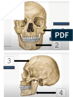 Praktikum Anatomi Osteologi