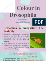 Eye Colour in Drosophila Seminar