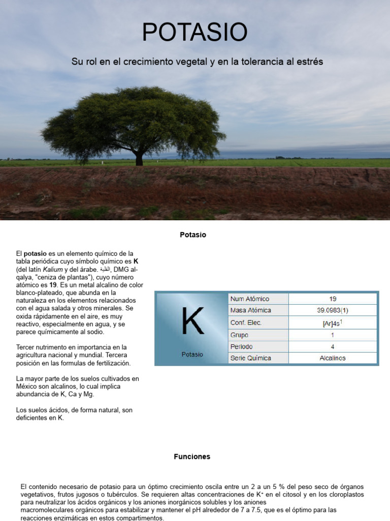 Importancia del Potasio en Cultivos | PDF | Potasio | Química