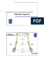 Diapositivas Miembro - Superior D