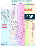 Summary of Nephron Action - FactRecall